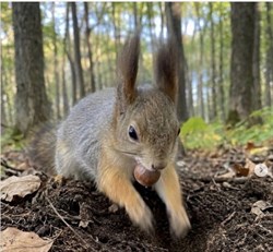 Squirrel
