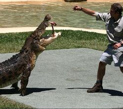 Crocodile