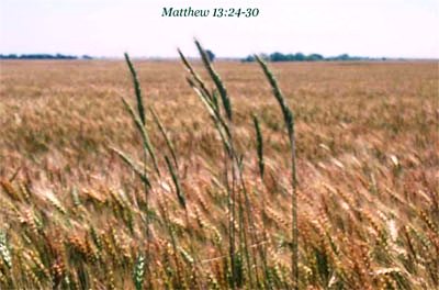 wheat-tares